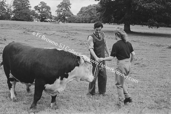 HEADFORD HOUSE  PEDIGREE HEREFORD BULL